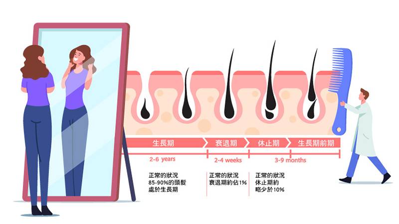 頭髮的生長週期分為生長期、衰退期與休止期