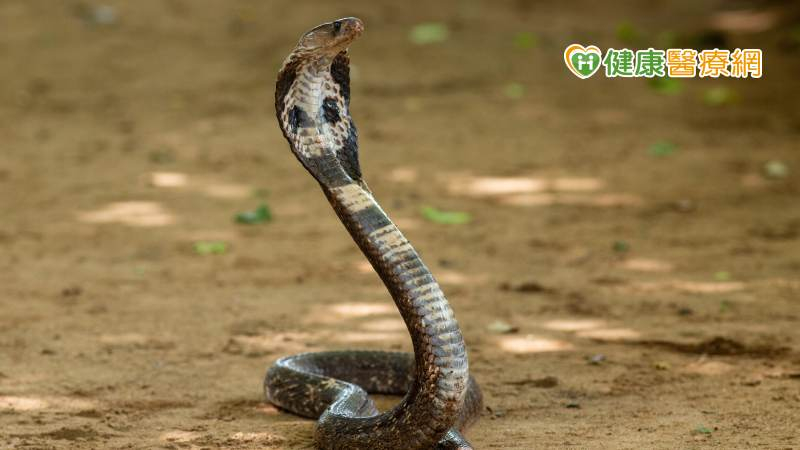 近期氣候漸漸轉為溫暖潮濕，蛇類活動力會因此增加，特別提醒民眾要做好自我保護，如果被蛇咬傷應以「五要五不」原則處理。