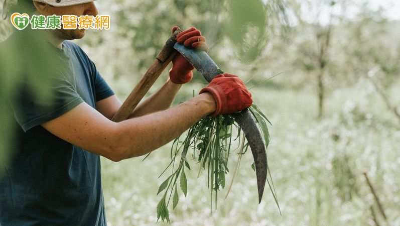 農作意外斷指，詳細評估後選定「埋指養指」。