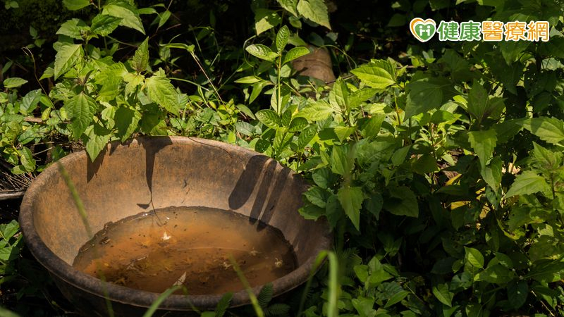 登革熱蔓延!高雄、屏東出現群聚跡象?3病例都去過同一市場 dfc233c1eb55afa456cb3efa89f39acc l