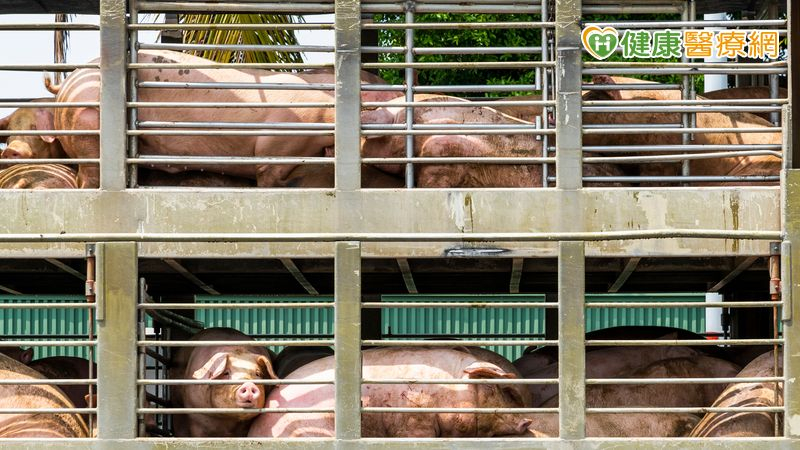 非洲豬瘟解封 溫體豬回歸!農業部:6日起恢復豬隻運輸與屠宰 f9bc8f23b97db73a366a9524e04fae72 l