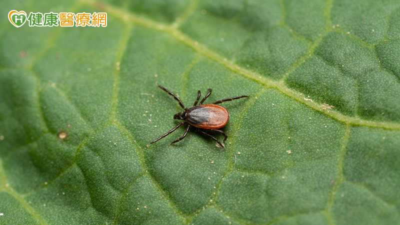 出國旅遊注意！日本蜱蟲病通報創歷年新高　疾管署揭台現況