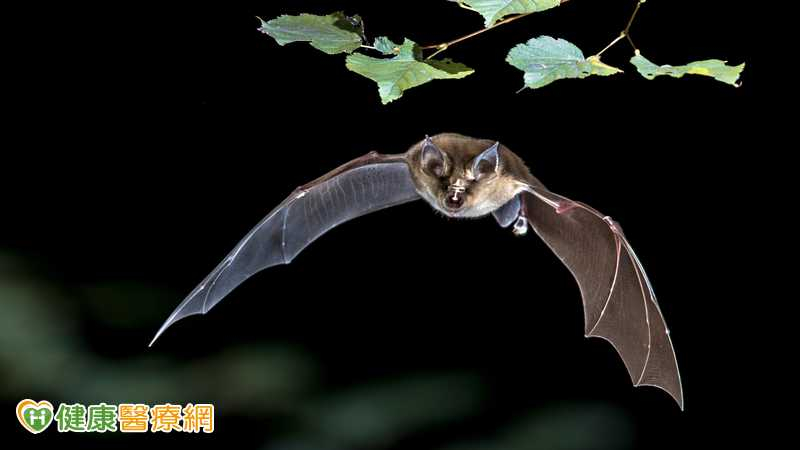 立百病毒致死率最高逾7成　疾管署：赴流行區避吃這些食物