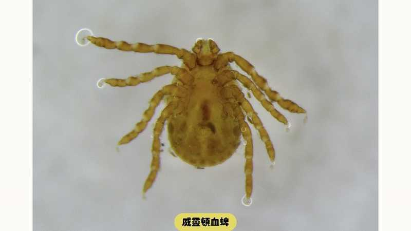 北部7旬男罹SFTS！疾管署：本土感染風險中度　戶外慎防蜱蟲叮咬