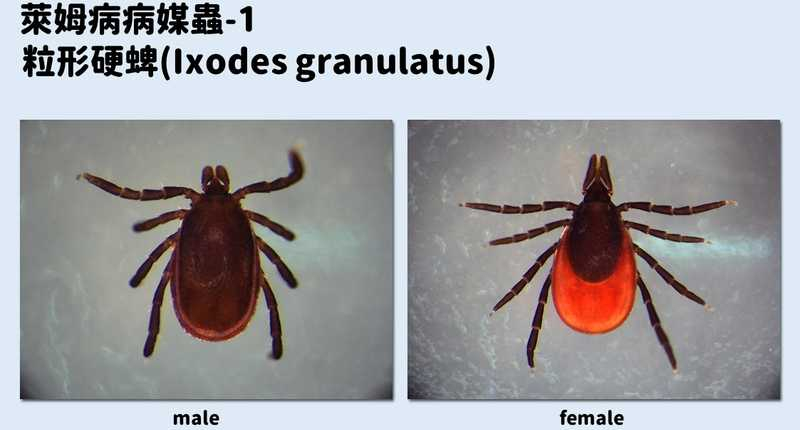 不治療恐延續數年！6旬婦紅斑和血尿上身　疾管署揭萊姆病預防措施