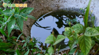 雨後病媒蚊暴增！家中「這些積水死角」快清除　防治關鍵一次看