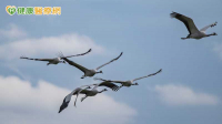 首例本土H7N7新A流確診　疾管署評估公衛風險「低」：密切監控中