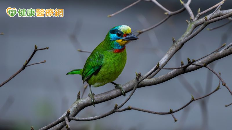 聆聽鳥鳴助療癒心情？研究揭「1噪音」可能影響自然聲音潛在益處